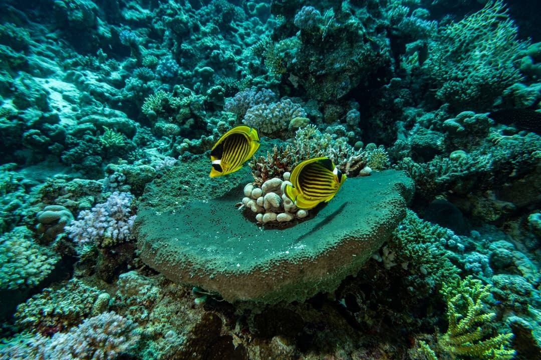 Two yellow butterflyfish with black stripes swimming above a large, distinctive green coral formation.