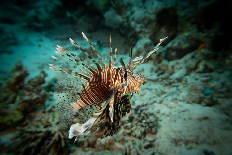 A striking lionfish with intricate striped patterns and venomous fins swims gracefully over coral.