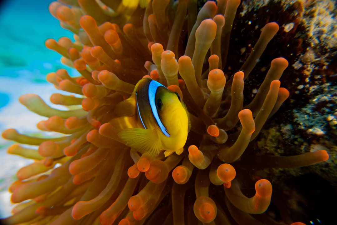 A vibrant orange and black clownfish nestled safely within the tentacles of a sea anemone.