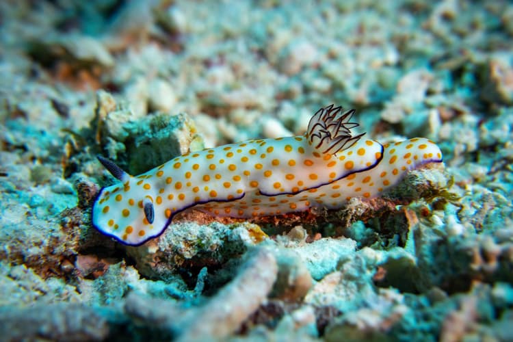 A colorful nudibranch with yellow spots and a black margin crawling on a coral substrate.