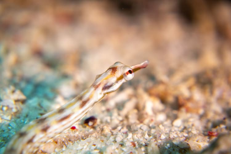 Close-up of a slender pipefish with striped patterns, blending into the sandy seabed.