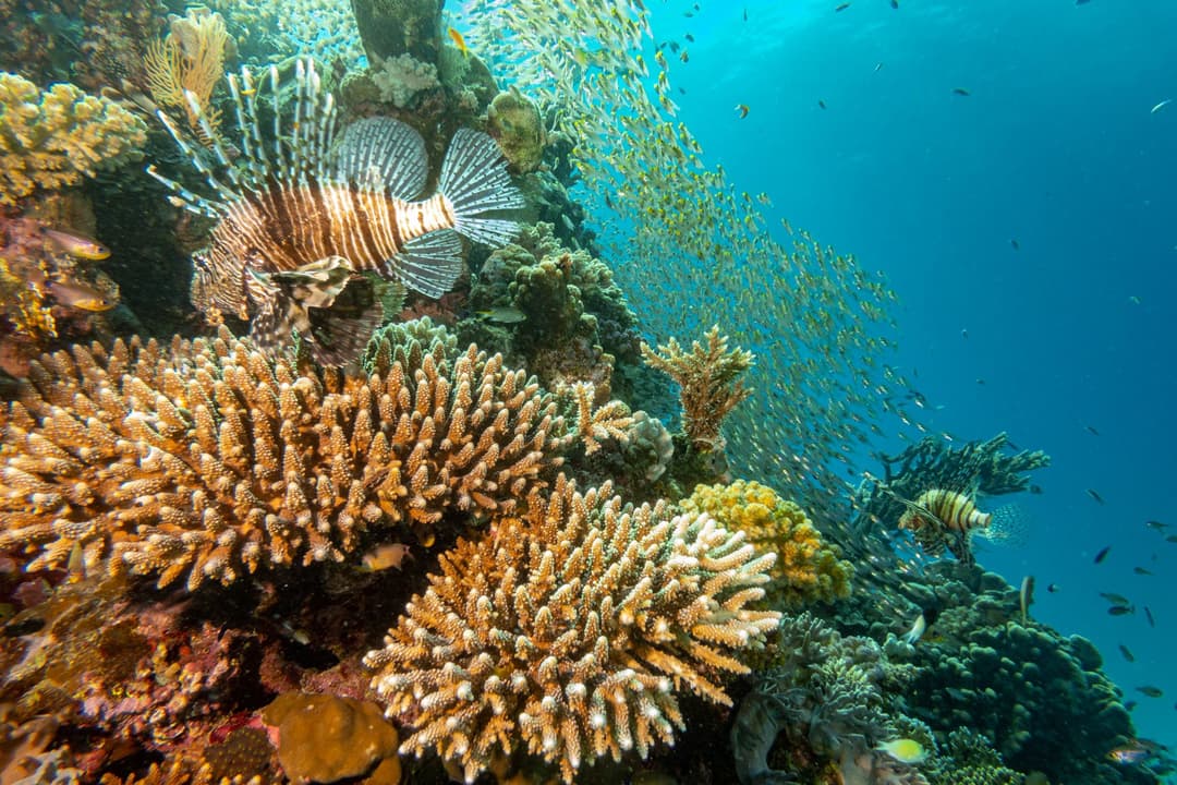 A lionfish positioned near a colorful coral reef, with a dense school of small fish behind it.