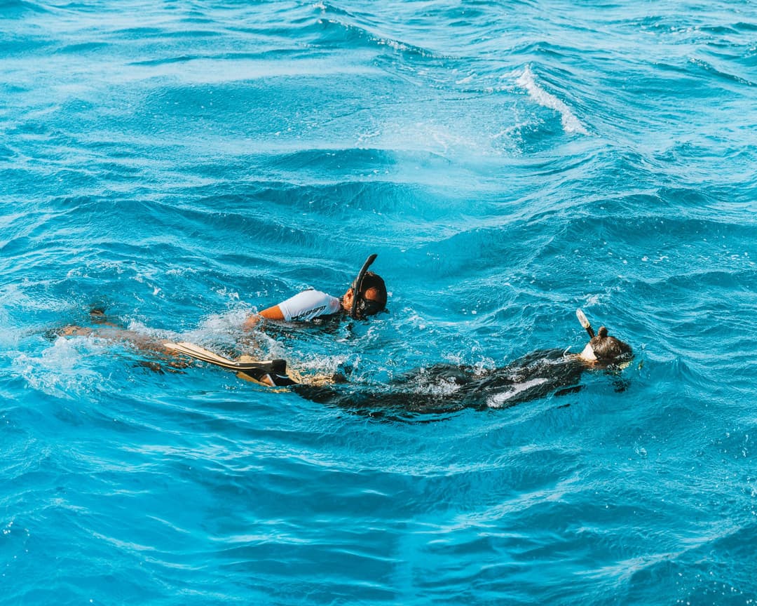 Snorkeler swims alongside a nurse shark in clear blue ocean water.
